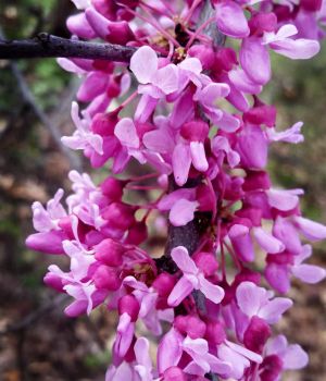 Red Bud Tree in Full Bloom 4-21-17