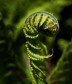 4/24 Fern Fiddlehead