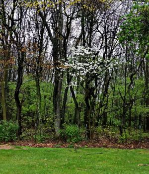 5/4 Dogwood In Woods