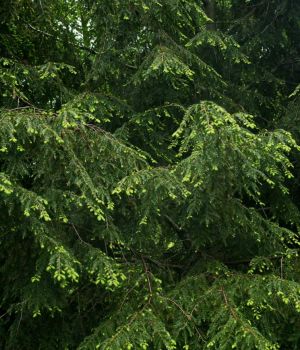 5/23 Beautiful Canada Balsam