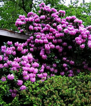 5/ 24 Our Big Rhododendron Full This Year