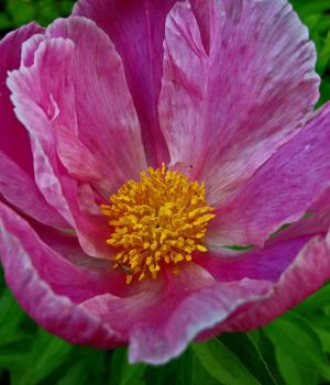 5/27 Single Peony Open