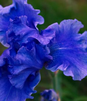 5/31 Double Ruffled Iris