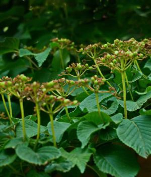 6/15 Seeds On Viburnum