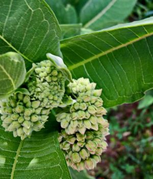 6/16 Milkweed Blossoms Forming