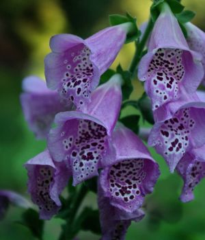 6/12 Digitalis Purpurea
