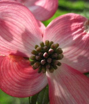 5/12 Pink Dogwood