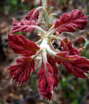 4-25 Oak Leaf Buds