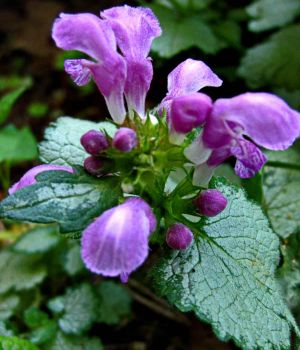 6/1 GroundCover-Beacon Slver Lamium