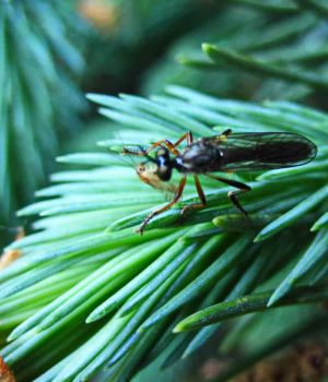 6/7 Fly and Prey