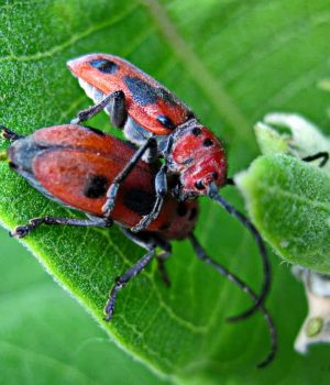 6/8 Milkweed Hanky Panky