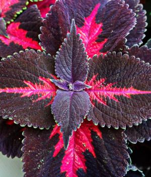6/10 Coleus In Planter at Bronson Methodist Hospital