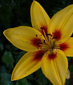 6/26 Yellow Asiatic Lily