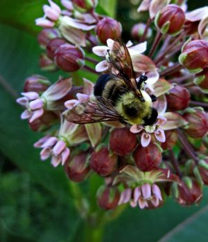 6/27 Bee On Milkweed