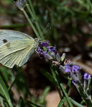 7/01 White Skipper on Lavender