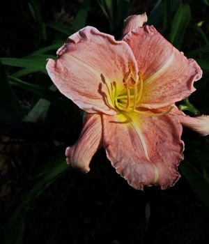 7/03 Hybrid Daylily