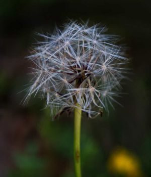 7/13 Seedhead Yellow Hawkweed
