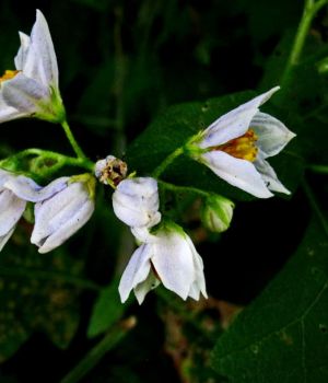 7/18 Horse-Nettle