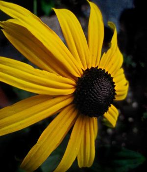 7/19 Black-Eyed Susan-Rubdekia