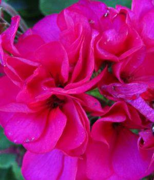 7/20 Seed Geranium