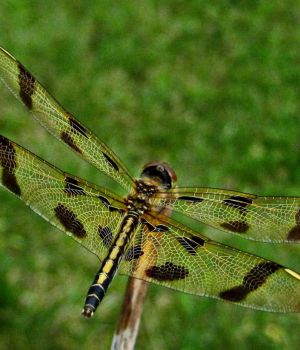 7/21 Common Dragon Fly