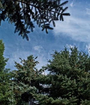 7/28 How Small I Am Standing among Huge Pines