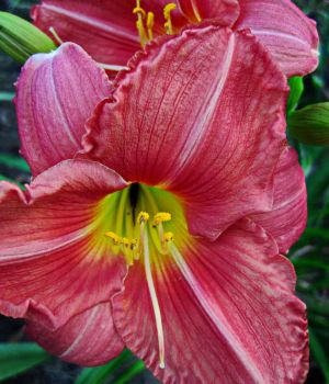 8/10 Day Lily Blooms