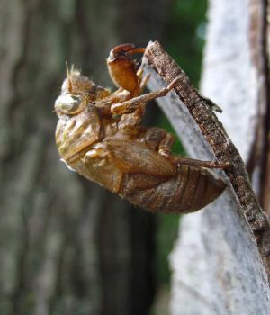 8/11 Cicada Exoskeleton