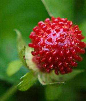 8/12 Rubus spectabilis (Pursh)