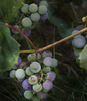 8/13 Grapes Starting To Ripen