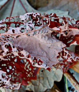 8/15 Bug Eaten And Dead