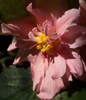8/20 Quasi Double Begonia
