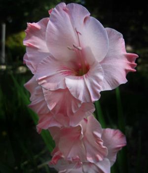 8/25 Gladiolus