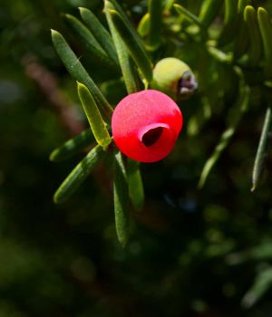 8/26 American Yew - Taxus canadensis