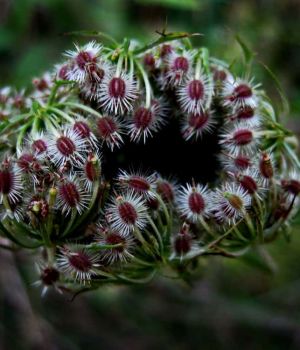 8/27 Queen Anne Seeds