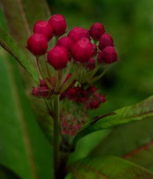 8/28 Butterfly Milkweed Buds