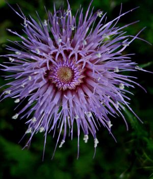 8/29 Thistle Flower