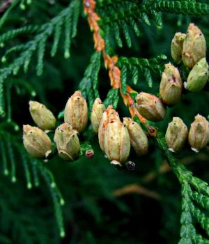 8/30 Cedar Berries