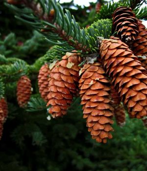 8/31 Cones on Spruce Tree