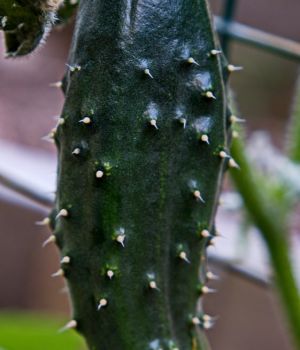 9/3 Cucumber Hanging On Vine