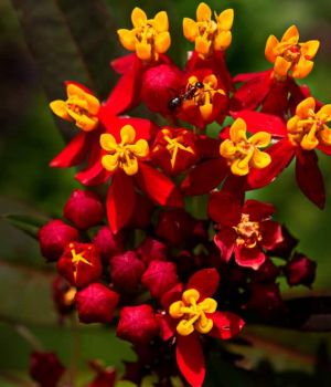 9/11 Butterfly Weed