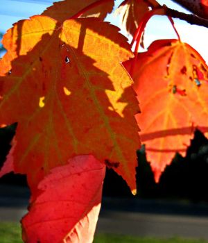 9/13 Maple Leaves Turning