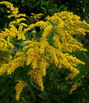9/15 Goldenrod Flowering