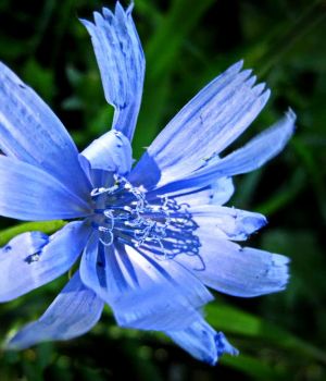 9/18 Chicory