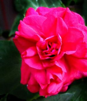 9/20 Double Impatiens