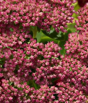 9/25 Sedum or Stonecrop