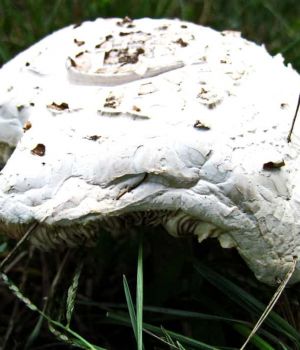 9/26 Maturing Mushroom