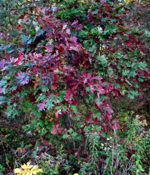 10/25 Oak Leaves Turning
