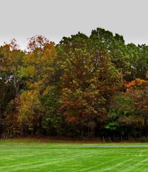 10/27 Leaves Slowly Turning