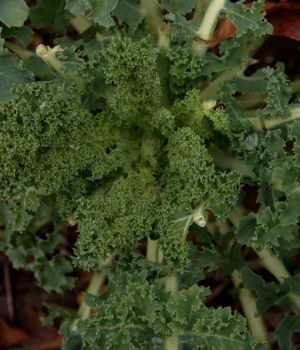 10/31 Kale